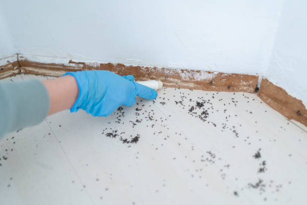 Best Ant Control Services  in Fort Madison, IA